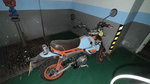 二手斯托纳猿猴