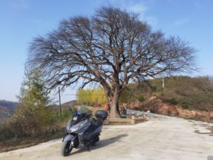 二手大阳V锐 300T