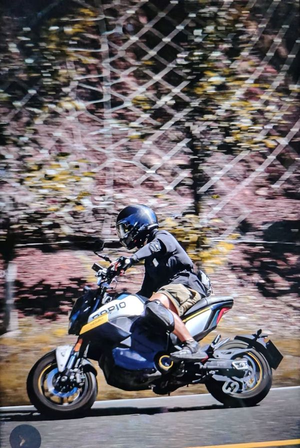 二手春风Papio Nova