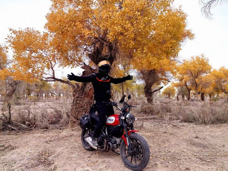 二手杜卡迪Scrambler 800