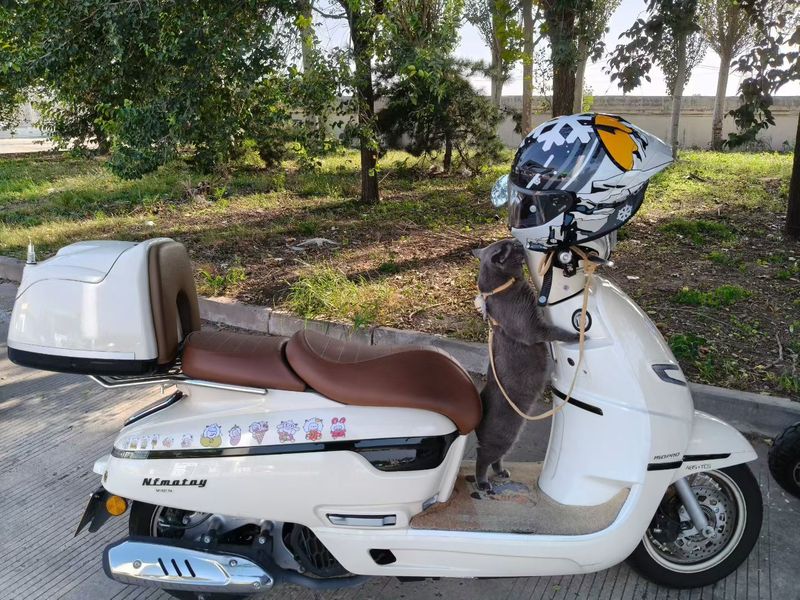 二手南方梦拉丽莎 飞戈