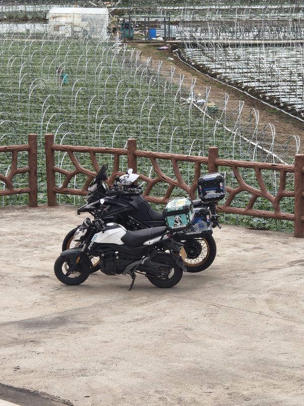 二手春风ST狒狒