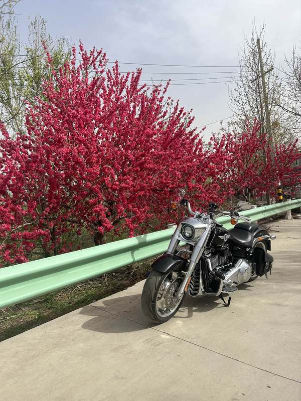 二手哈雷戴维森肥仔 Fat Boy