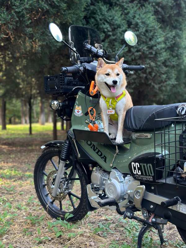 二手新大洲本田Cross Cub