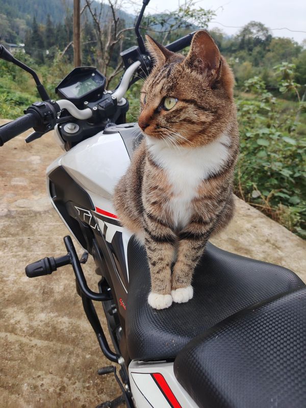 二手贝纳利小迅龙 BN150S