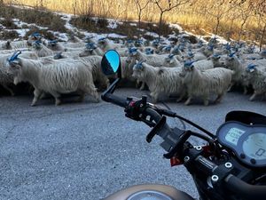 二手贝纳利幼狮 Leoncino 500