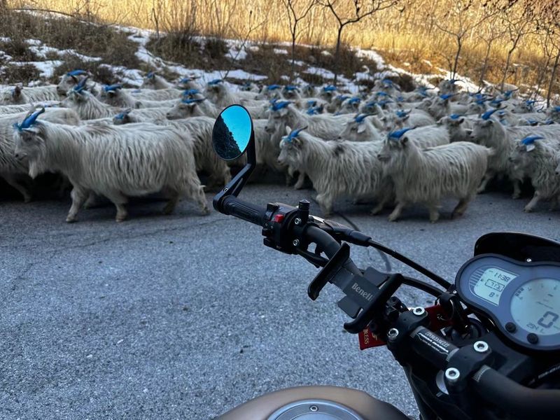 二手贝纳利幼狮 Leoncino 500